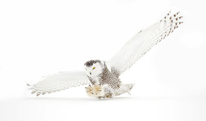 Naklejka premium Snowy owl (Bubo scandiacus) isolated on a white background flies low hunting over an open snowy field in Canada