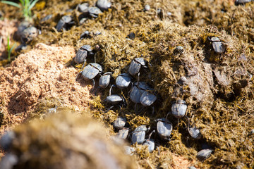 African Dung Beetles Crawling Through Fresh Hot Manure
