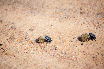 African Dung Beetles Rolling Dung Balls