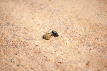 African Dung Beetle Rolling a Dung Ball