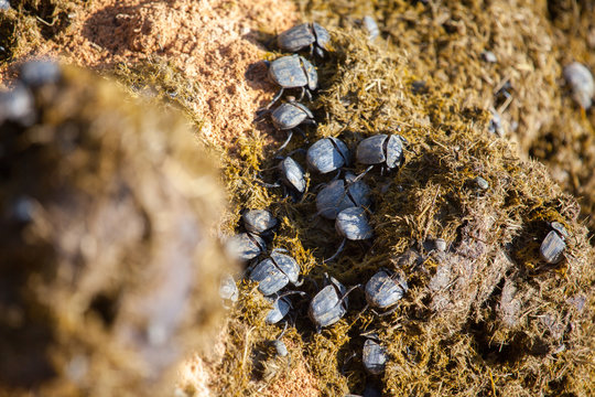 African Dung Beetles Crawling Through Fresh Hot Manure