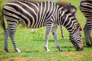 Fototapeta na wymiar Zebra in the African Bush 