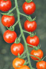 Tomato