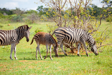 Fototapeta na wymiar South African baby Zebra In Bush