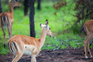 Kudu walking away into the bush