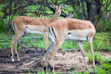 Naklejka na ściany i meble Springbok In South African Game Reserve