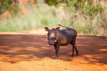 African Warthog Crossing The Road