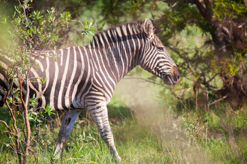 South African Zebra In Bush