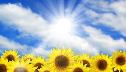 Sunflower Summer Sky - 133103289