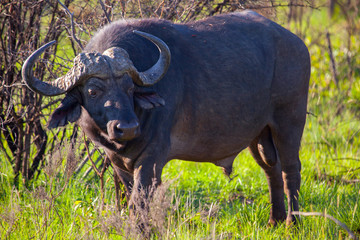 Fototapeta premium African Water Buffalo Grazing