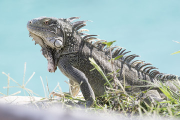 Leguan vor wunderschönem türkisblauem Meer