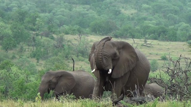African elephant with a lifted trunk makes a  rumbling noise and displaying aggressive, dominant behavior.