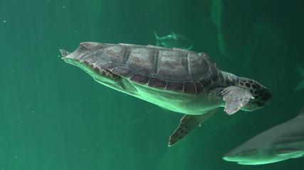 Fototapeta premium Reptiles And Sea Turtles