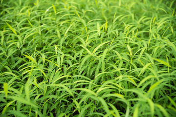 Green para grass leaves fresh nature background
