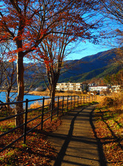 Fujikawaguchiko Autumn Path 