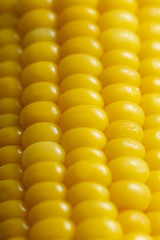 Fresh yellow corn isolate on white background on close-up shot