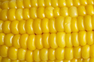 Fresh yellow corn isolate on white background on close-up shot