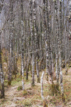 Portrait image of winter Silver Birch Trees, Betula pendula with one bent sapling