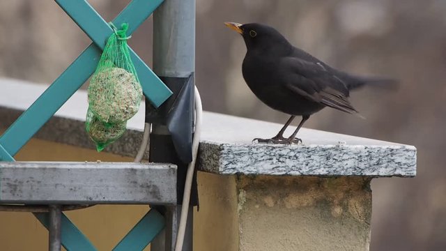 un merlo curioso a caccia di semi