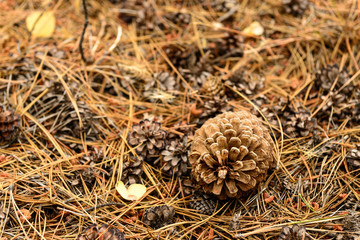 Pinecone