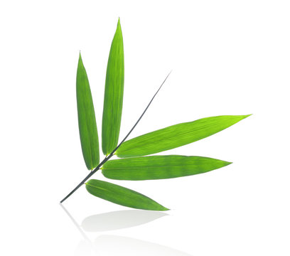 bamboo leaves on a white background