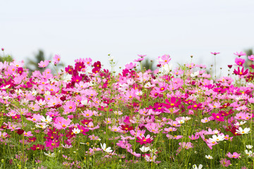 Cosmos Flower field with sky,spring season flowers