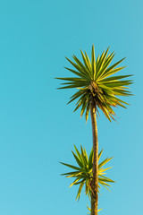 palm against the blue sky. Concept image of the sea vacation