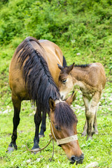 small foal and mare on a rainy day in the pasture