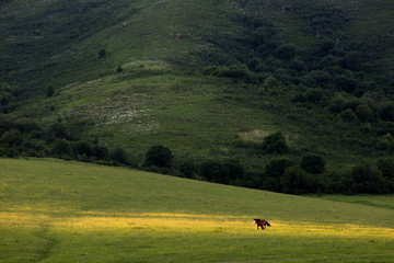 idyllic landscape with horse in sunlight