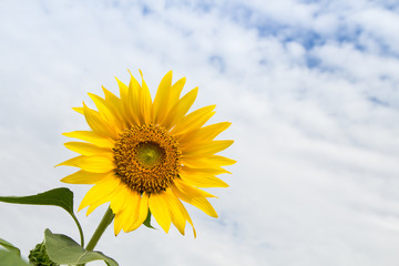  Blooming of sunflower