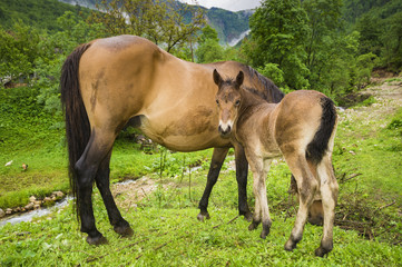 small foal and mare on a rainy day in the pasture