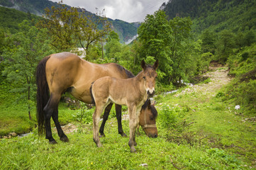 Fototapeta na wymiar small foal and mare on a rainy day in the pasture