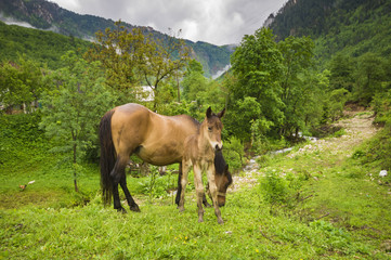 Fototapeta na wymiar small foal and mare on a rainy day in the pasture