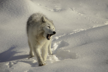 arctic wolf on snow