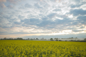Fototapeta premium Spring field in the morning, young green corn, dew