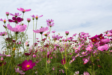 Cosmos Flower field with sky,spring season flowers