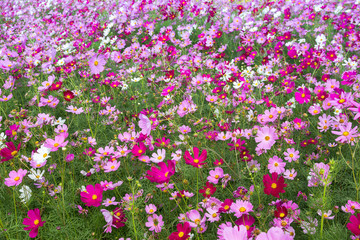 Cosmos Flower field blooming