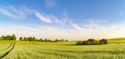 Foto op Aluminium panorama lente groen veld © Mike Mareen