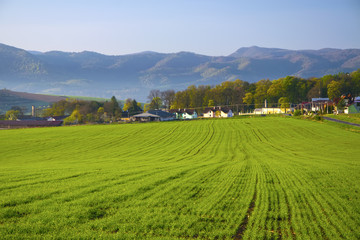 Fototapeta na wymiar Corn field landscape with mountains in background
