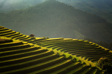 The beautiful rice terraces