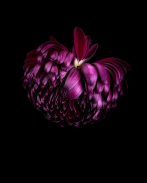 Purple Chrysanthemum, close-up