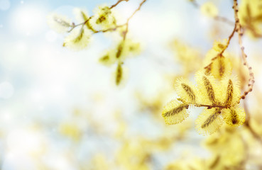 Spring bright background with pussy-willow branch with catkins