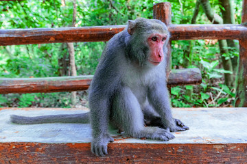 Macaque sitting on a bench in the forest