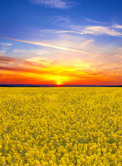 Beauty sunset over rape field