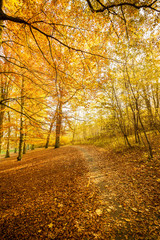 Landscape of autumnal park.