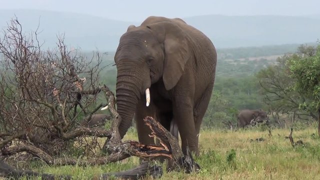 An African elephant lifts and rolls over a dead tree with its trunk in the bushveld.