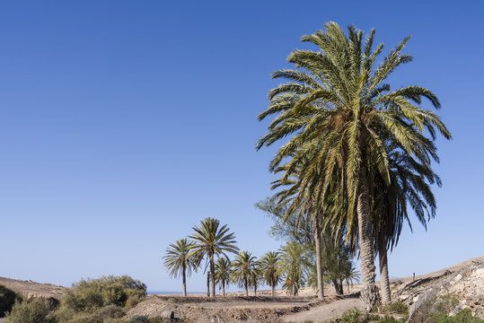 Cluster of palm tree surrounded by tamarisks on the Canary Island Fuerteventura.
