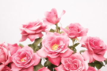 Fototapeta na wymiar ピンクの薔薇の背景素材