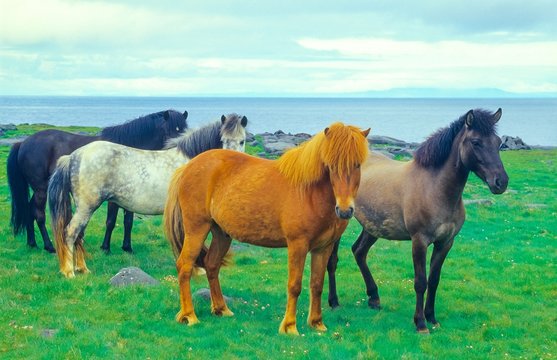 Herde von vier Islandpferden auf einer Weide direkt am Meer, Island/ Iceland, Europa 
