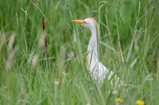 Cattle egret (Bubulcus ibis) in the grass